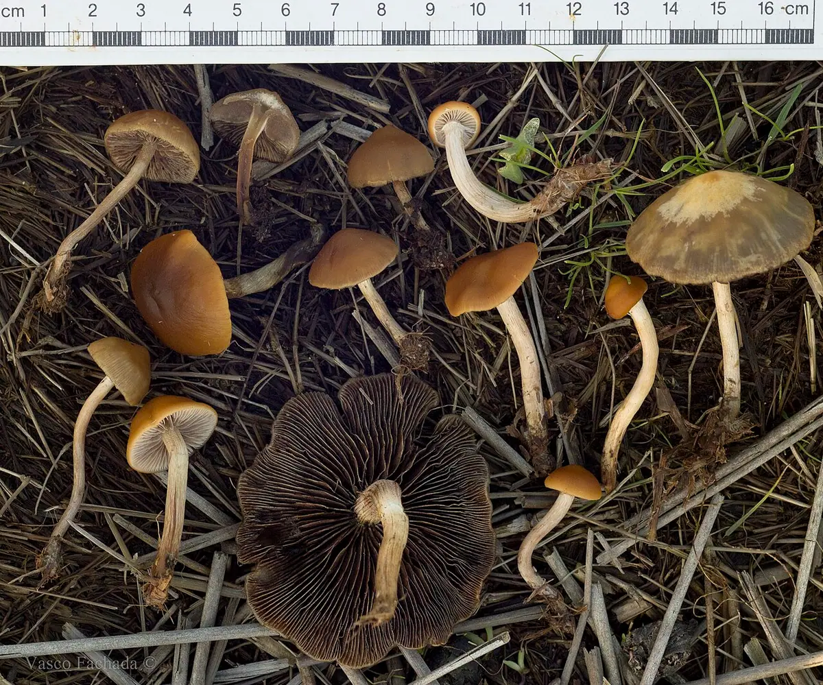 Łysiczka ochrowopłowa (Hypholoma subericaeum) — zdjęcie 1 z 3