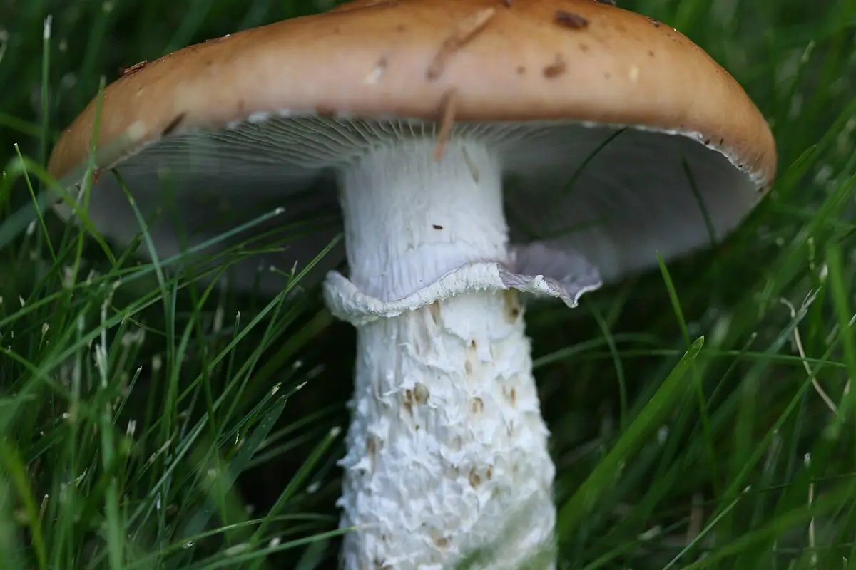 Łysiczka okazała (Stropharia hornemannii)
