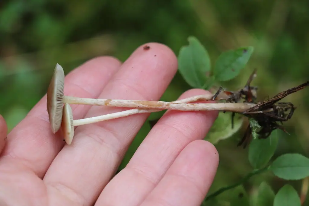 Łysiczka płonnikowa (Hypholoma polytrichi) — zdjęcie 1 z 4