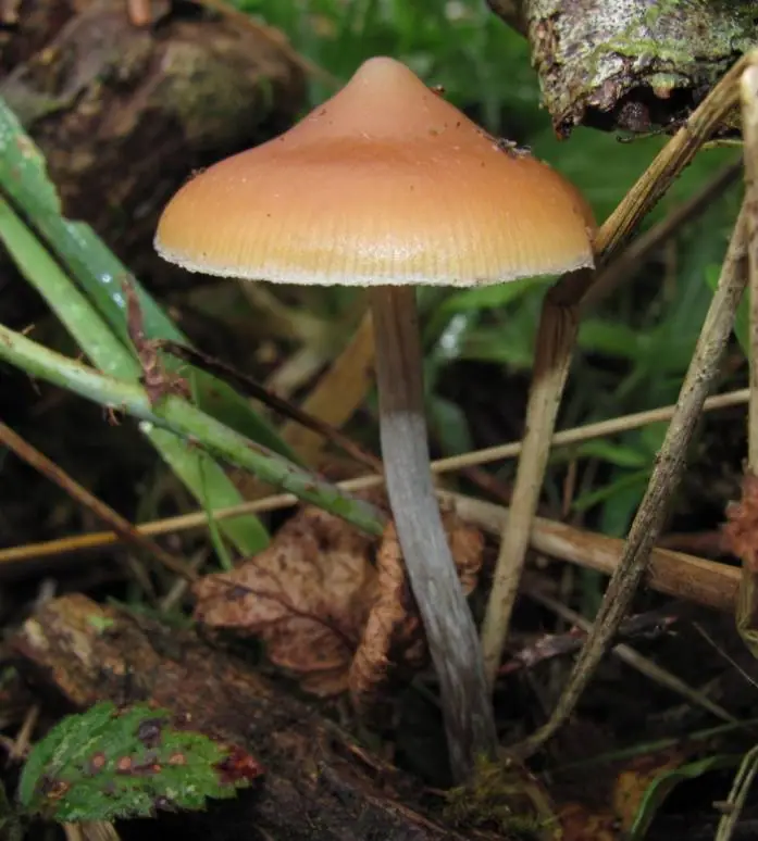 Łysiczka smukłotrzonowa (Psilocybe azurescens) — zdjęcie 1 z 4