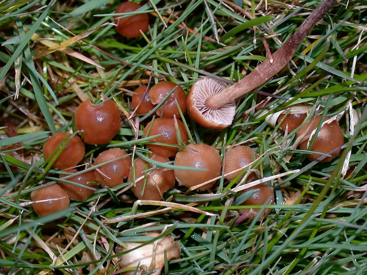 Łysiczka stożkowata (Psilocybe inquilina) — zdjęcie 1 z 4