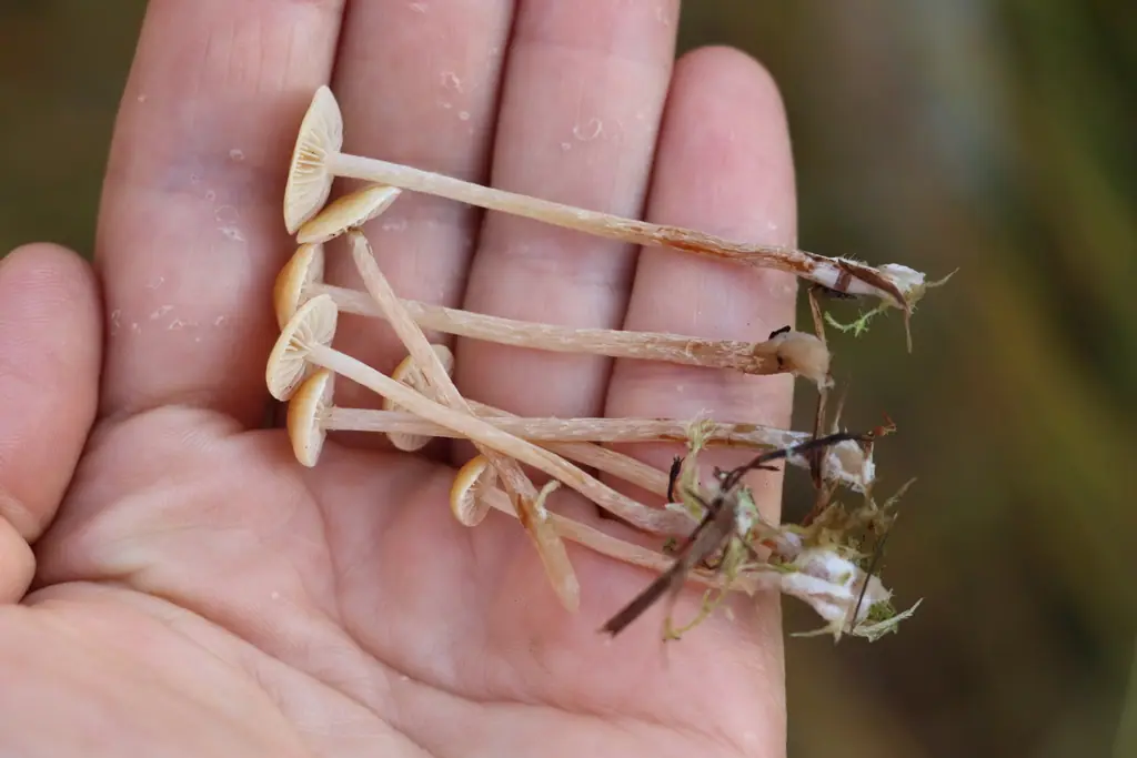 Łysiczka torfowiskowa (Hypholoma elongatum) — zdjęcie 1 z 4