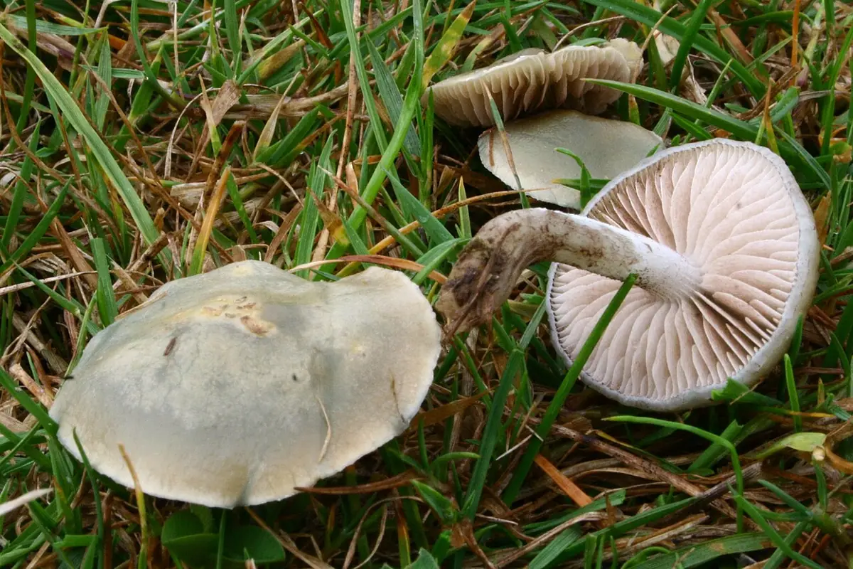 Łysiczka zielononiebieska (Stropharia pseudocyanea)