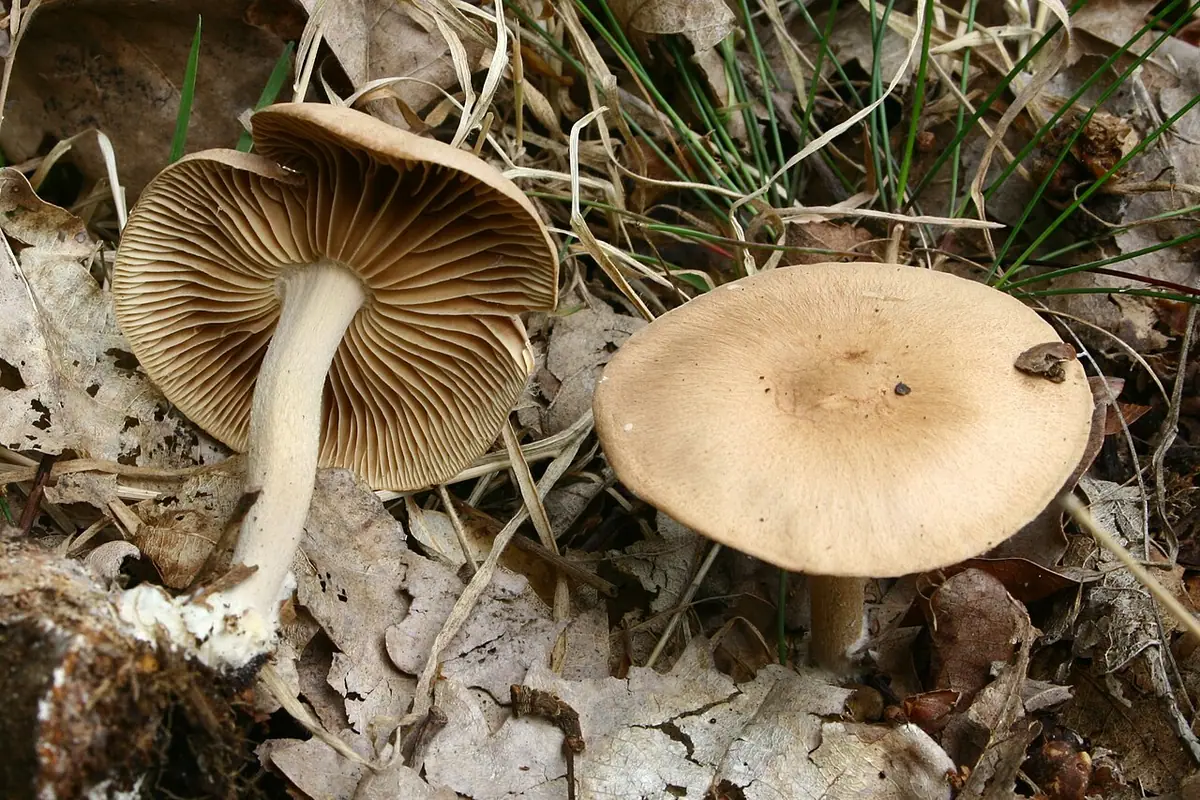 Łysostopek cierpki (Gymnopus peronatus) — zdjęcie 1 z 4