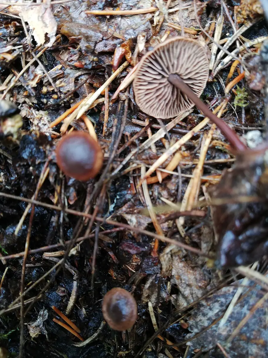 Łysostopek czerwonobrązowy (Gymnopus fuscopurpureus) — zdjęcie 1 z 4