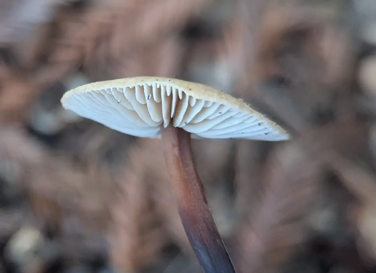 Łysostopek kapuściany (Gymnopus brassicolens) — zdjęcie 1 z 4
