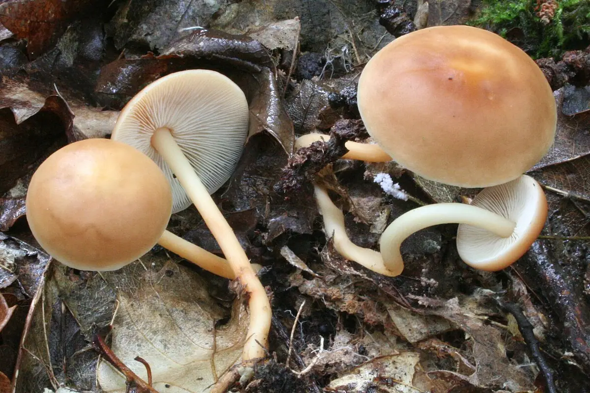 Łysostopek pospolity (Gymnopus dryophilus) — zdjęcie 1 z 4