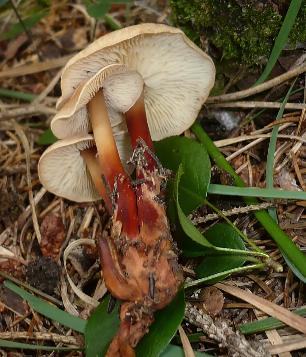Łysostopek twardzioszkowaty (Gymnopus erythropus) — zdjęcie 1 z 4