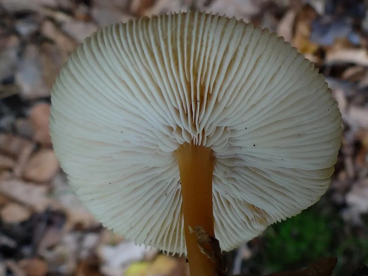 Łysostopek wodnisty (Gymnopus aquosus) — zdjęcie 1 z 4