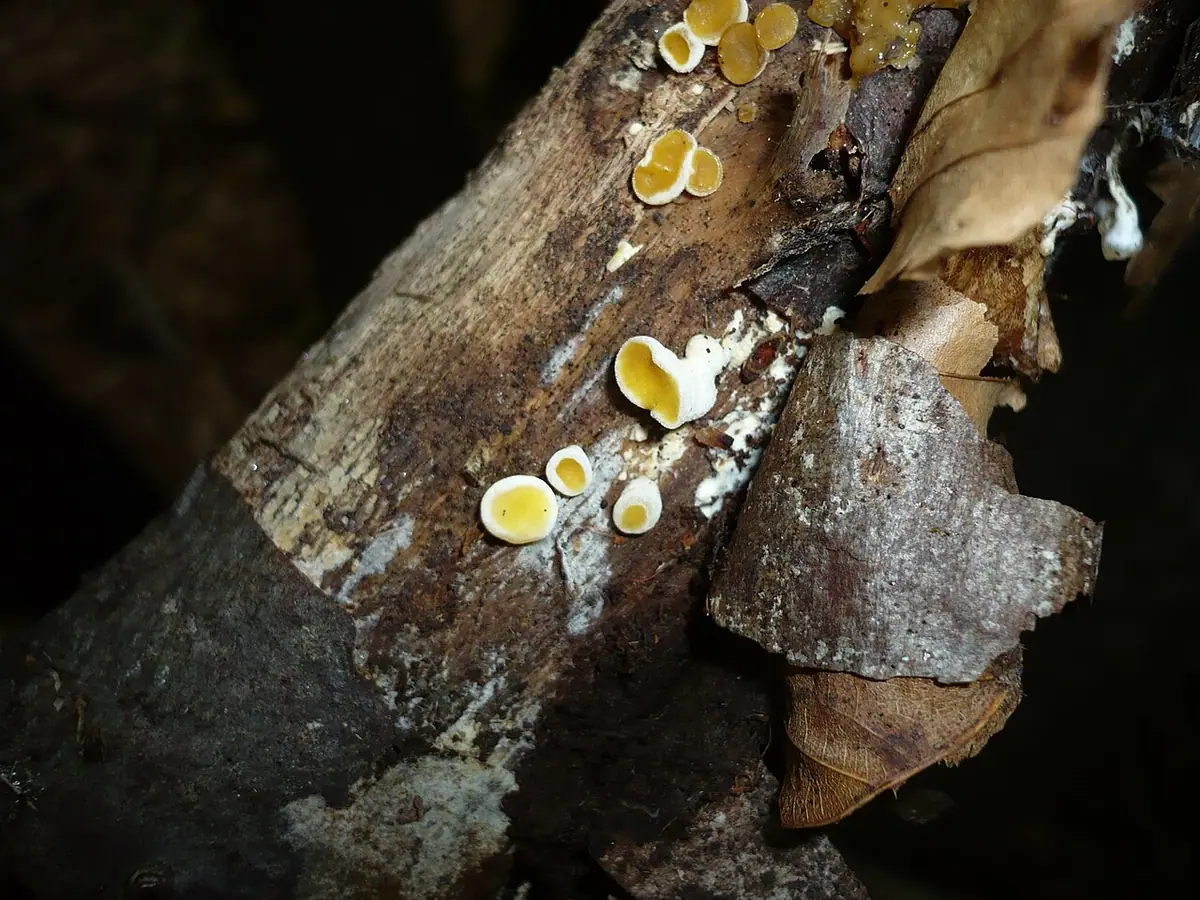 Łzawniczka kustrzebkowata (Ditiola peziziformis)