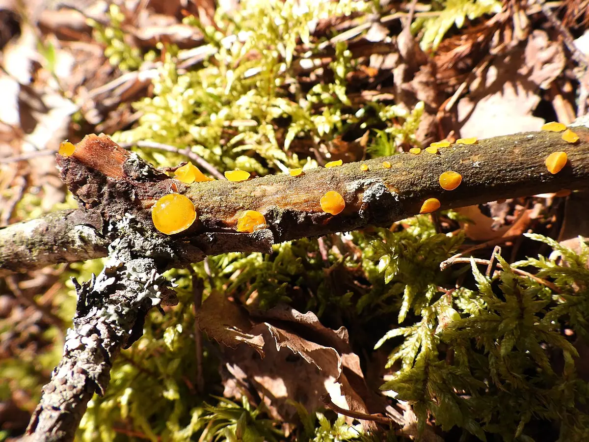 Łzawnik drobnozarodnikowy (Dacrymyces microsporus)