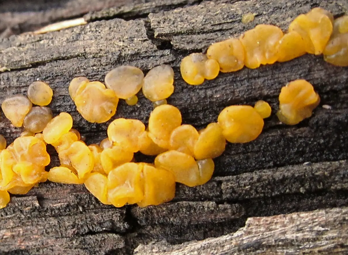 Łzawnik główkowaty (Dacrymyces capitatus) — zdjęcie 1 z 4