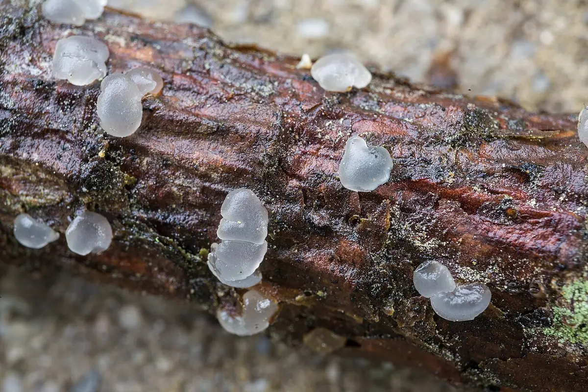 Łzawnik zielonawy (Dacrymyces tortus) — zdjęcie 1 z 2