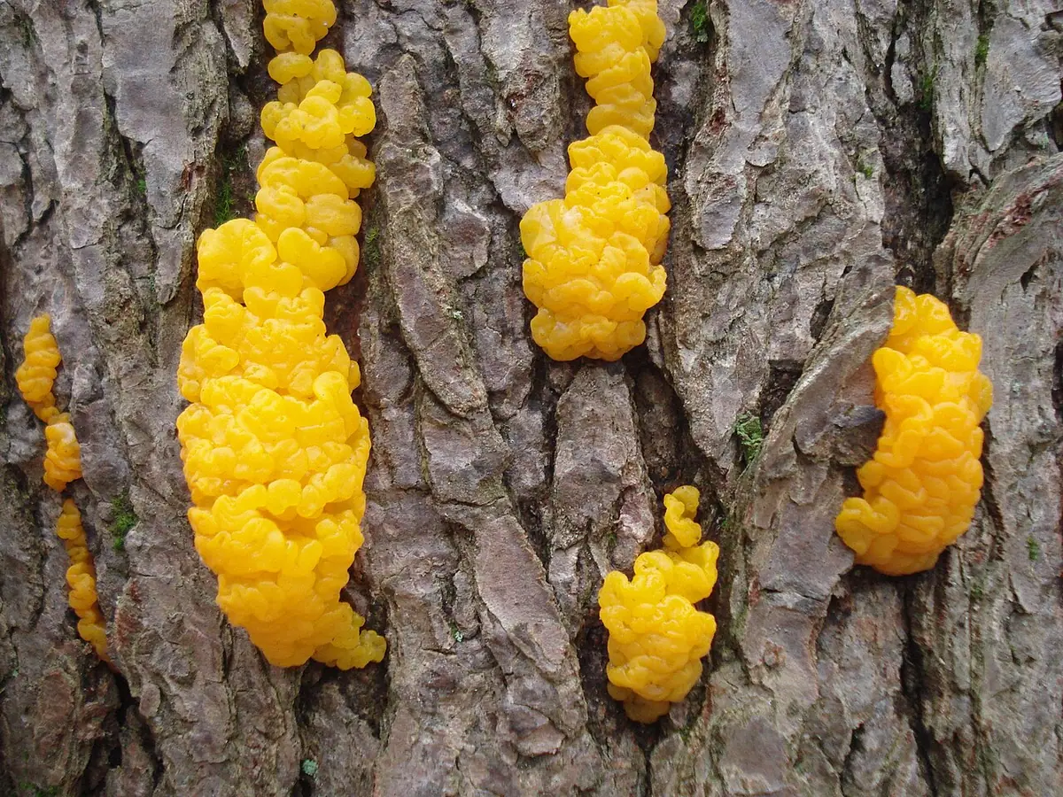 Łzawnik złocistozarodnikowy (Dacrymyces chrysospermus) — zdjęcie 1 z 4