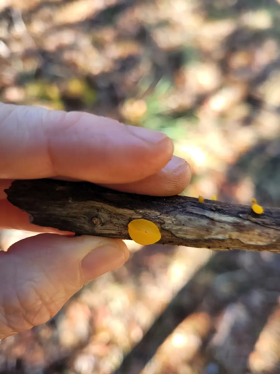 Łzawnik złotawy (Dacrymyces chrysocomus) — zdjęcie 1 z 2