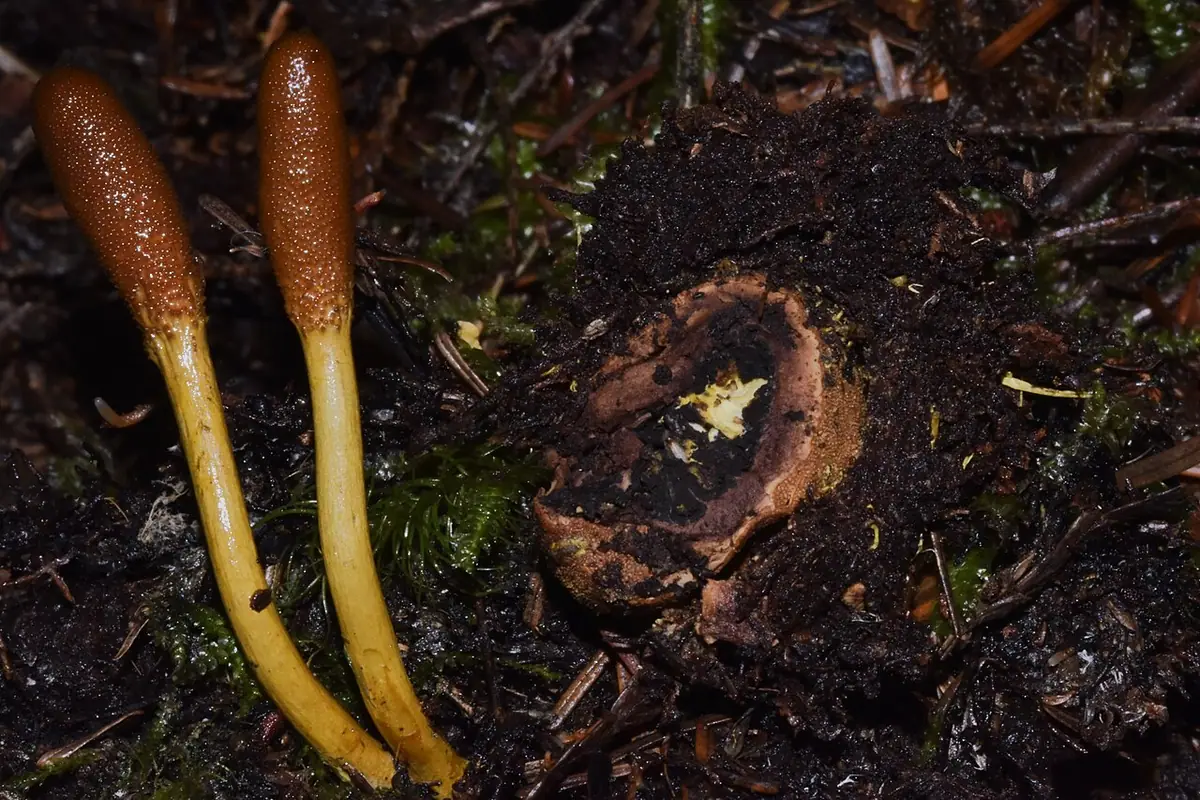 Maczużnik nasięźrzałowy (Elaphocordyceps ophioglossoides) — zdjęcie 1 z 4