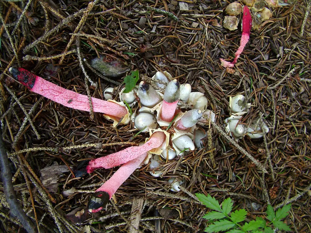 Mądziak malinowy (Mutinus ravenelii)