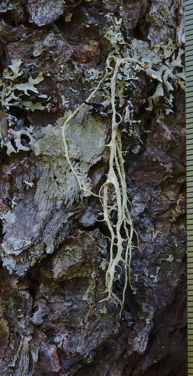 Mąkla rozłożysta (Evernia divaricata) — zdjęcie 1 z 4