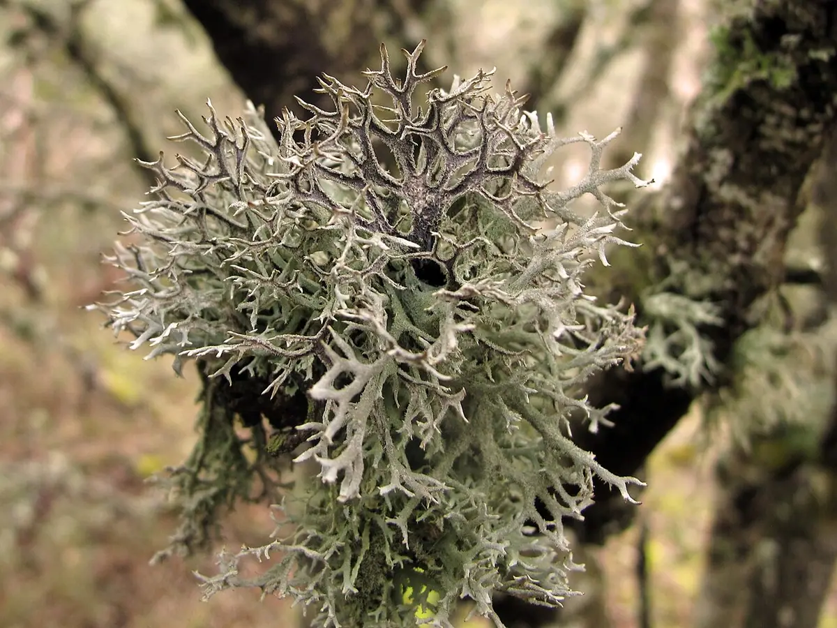 Mąklik otrębiasty (Pseudevernia furfuracea) — zdjęcie 1 z 4