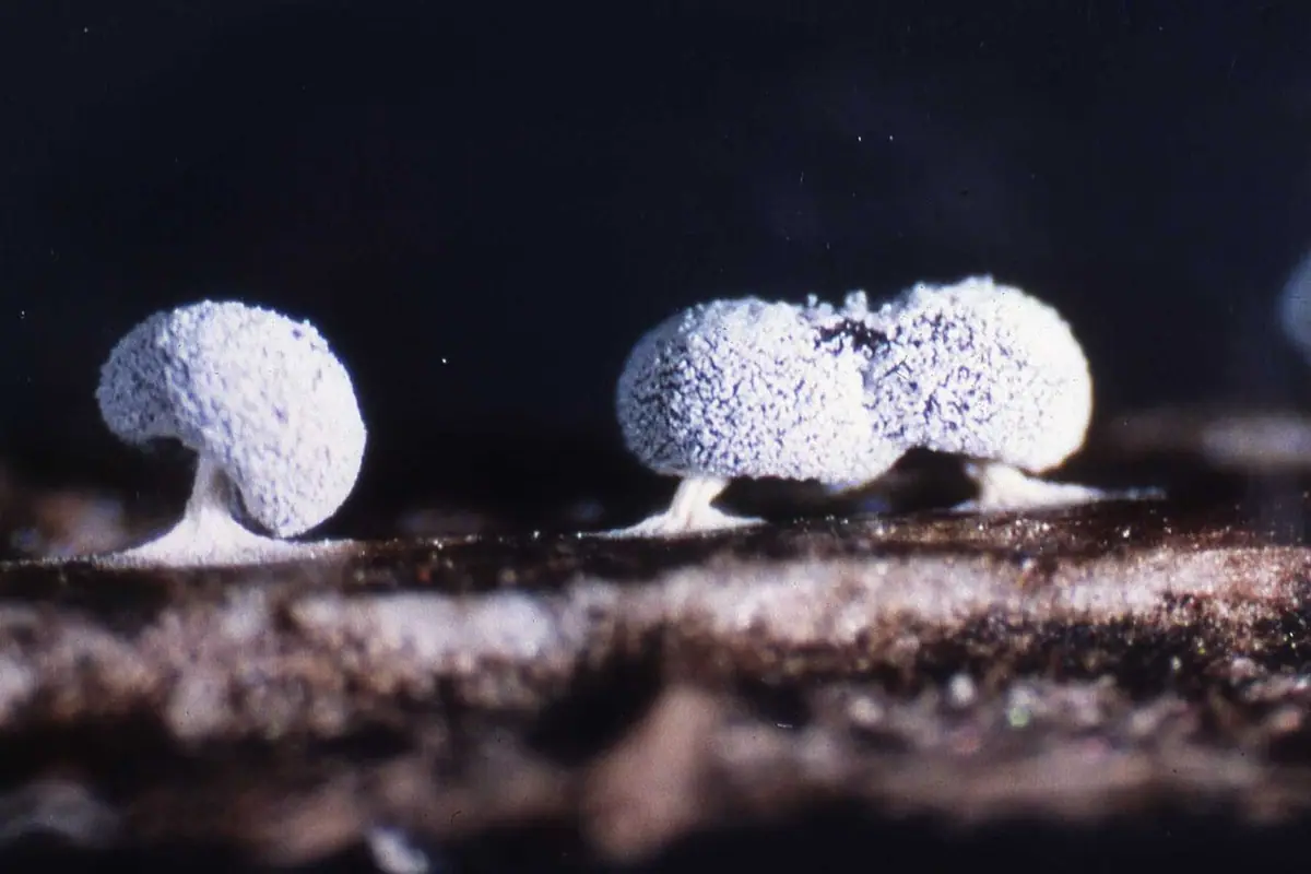 Makulec łuskowaty (Didymium squamulosum) — zdjęcie 1 z 4
