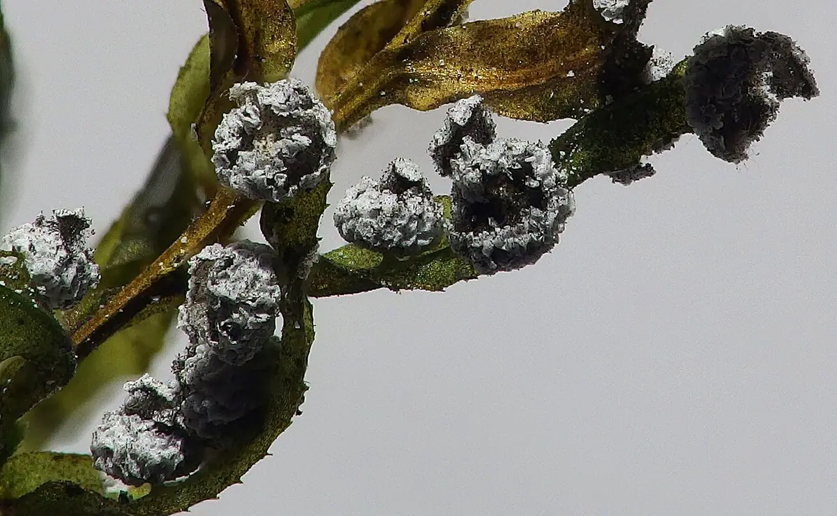 Makulec pospolity (Didymium melanospermum) — zdjęcie 1 z 4