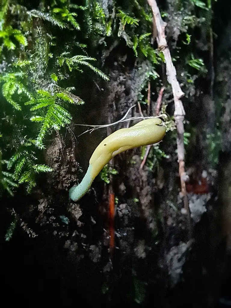 Małozorek szarozielony (Microglossum griseoviride) — zdjęcie 1 z 2