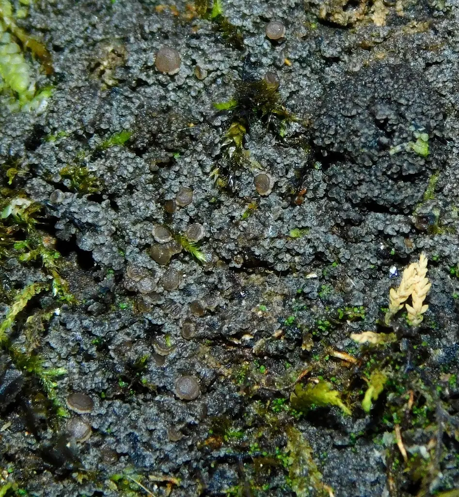Marcelinek drobny (Vahliella leucophaea) — zdjęcie 1 z 4