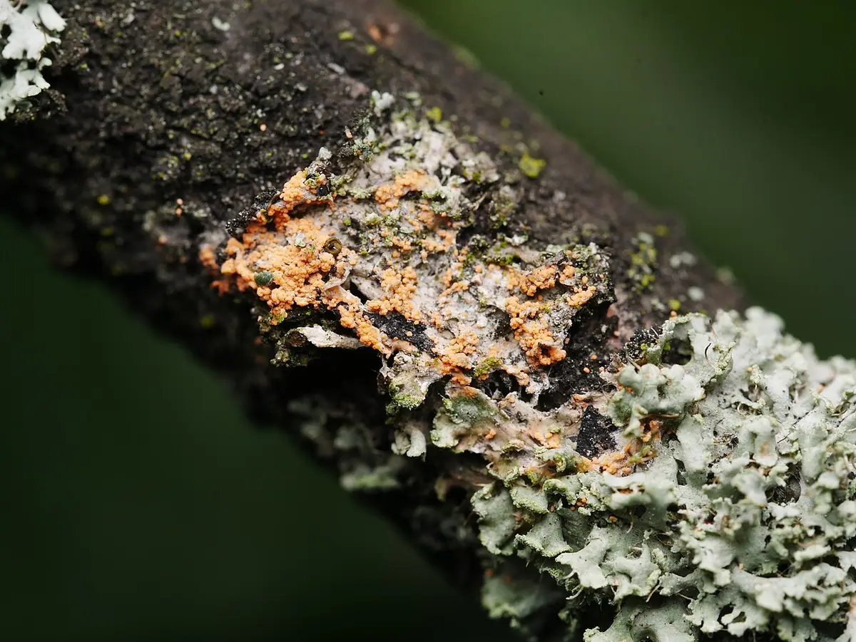 Marszandiomyces złotawy (Erythricium aurantiacum) — zdjęcie 1 z 4