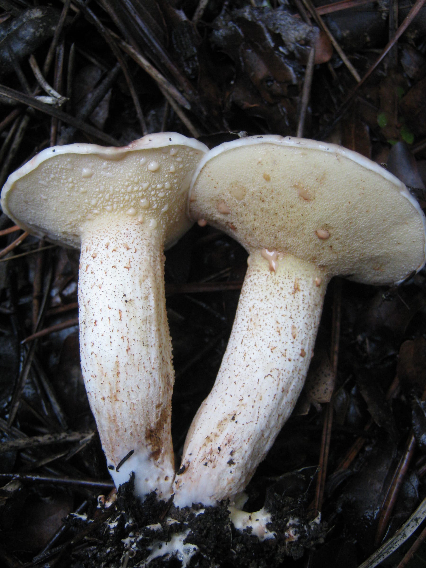 Maślak białobrzegi (Suillus bellinii) — zdjęcie 1 z 4