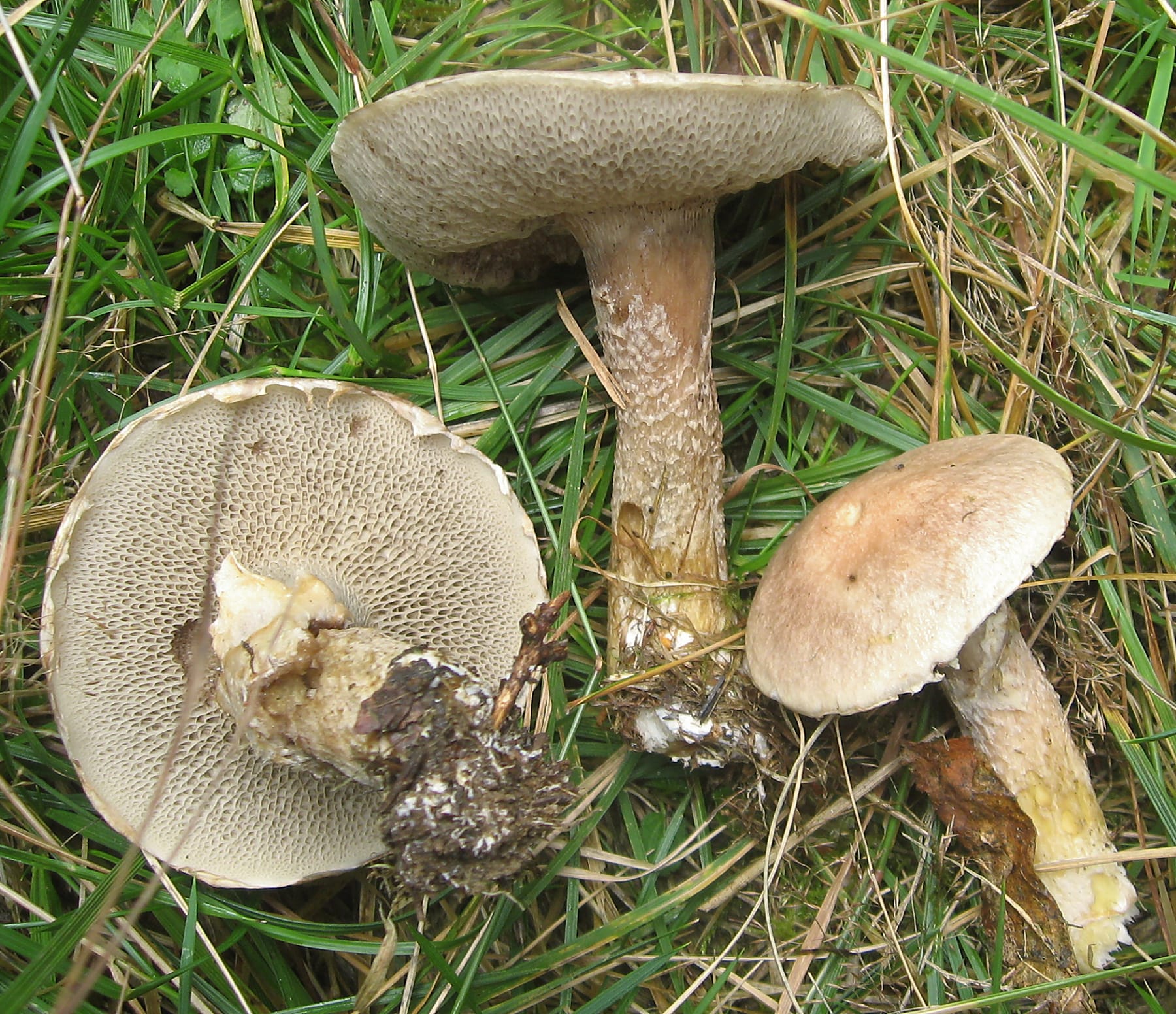 Maślak lepki (Suillus viscidus) — zdjęcie 1 z 4