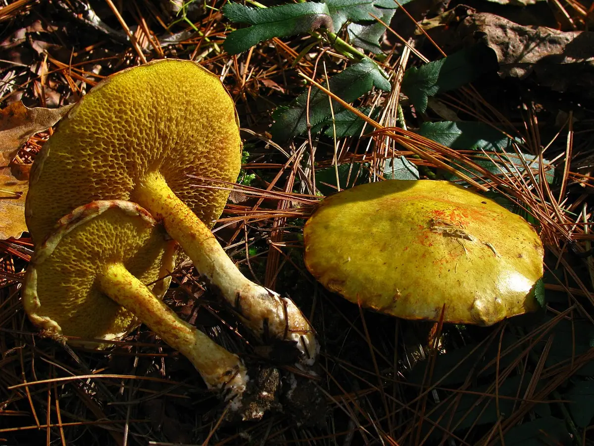 Maślak syberyjski (Suillus sibiricus) — zdjęcie 1 z 4