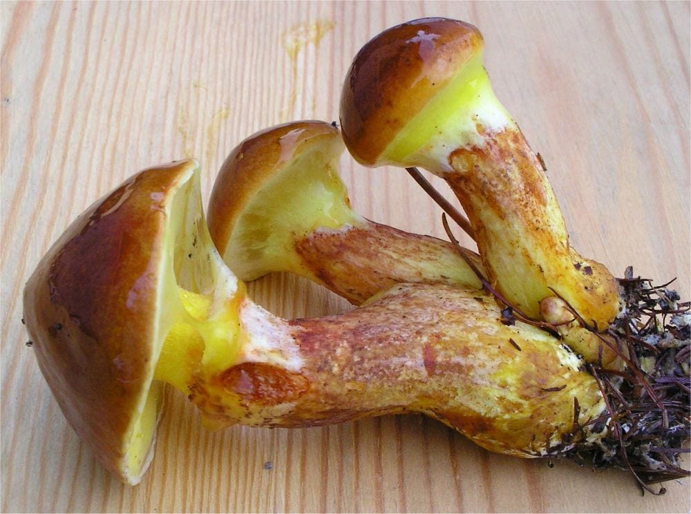 Maślak żółty (Suillus grevillei) — zdjęcie 1 z 4