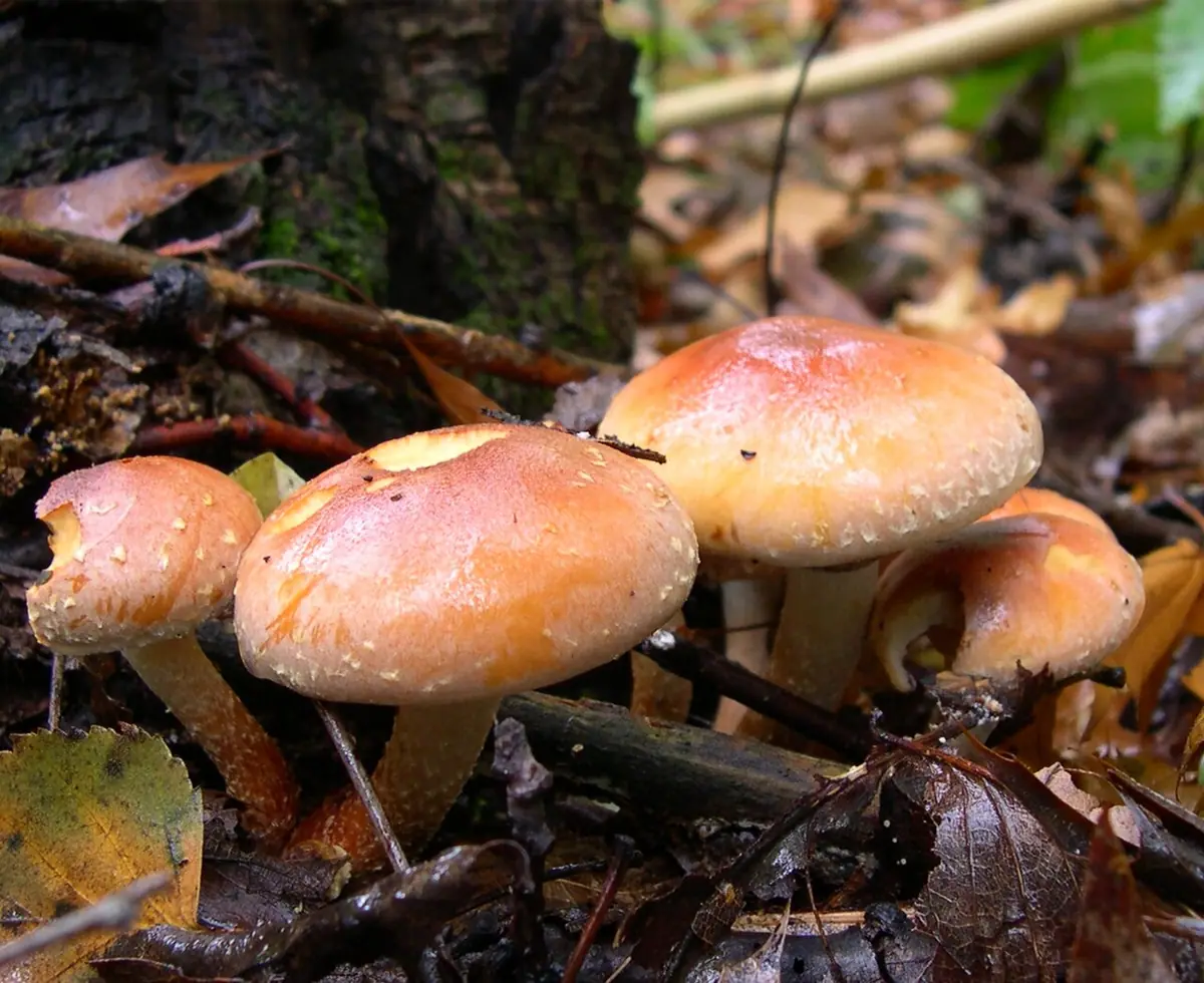 Maślanka ceglasta (Hypholoma lateritium) — zdjęcie 1 z 4