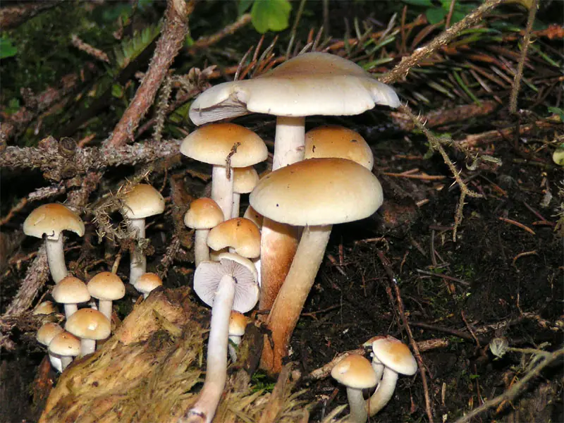 Maślanka łagodna (Hypholoma capnoides) — zdjęcie 1 z 4