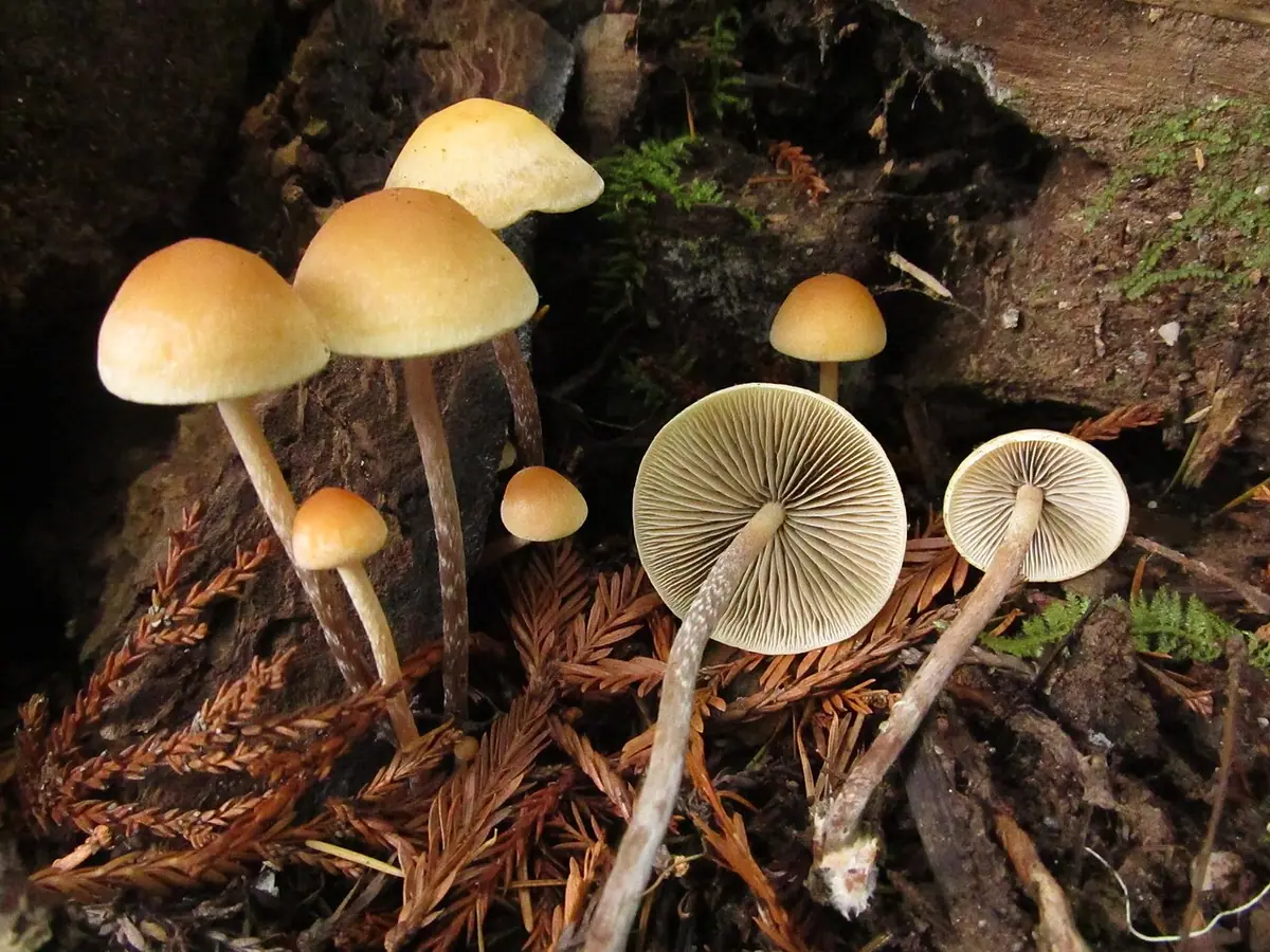 Maślanka zygzakowatotrzonowa (Hypholoma marginatum) — zdjęcie 1 z 4