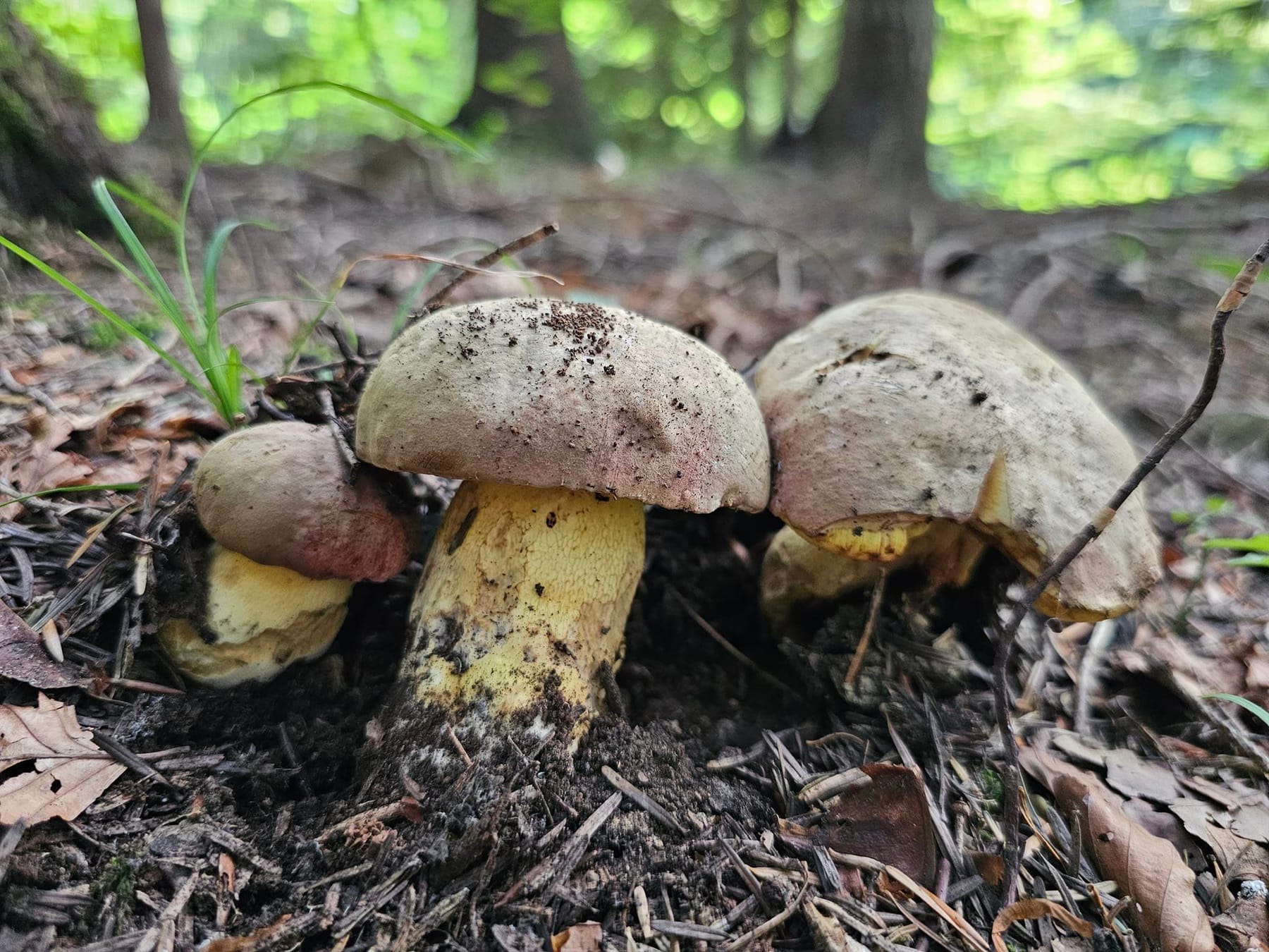 Masłoborowik różowoszary (Butyriboletus roseogriseus) — zdjęcie 1 z 4