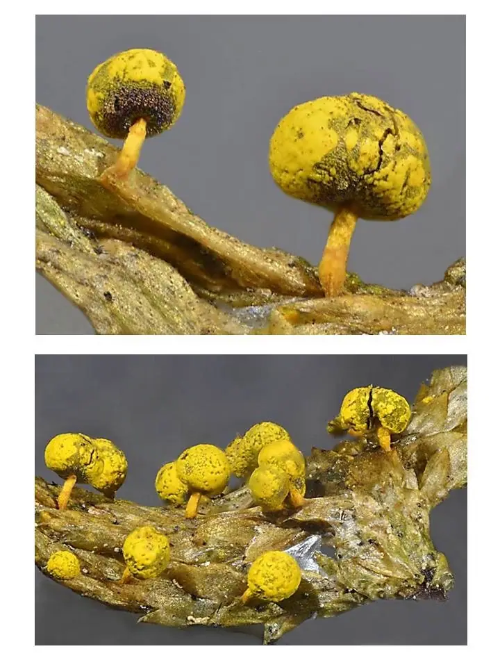 Maworek cytrynowożółty (Physarum citrinum)