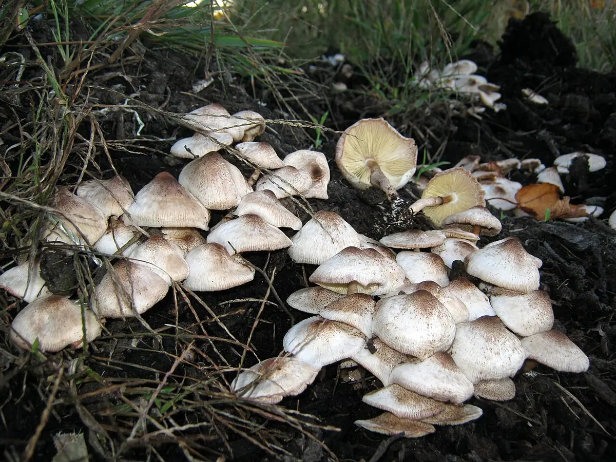 Mesopsalliota meleagris (Leucoagaricus meleagris) — zdjęcie 1 z 4