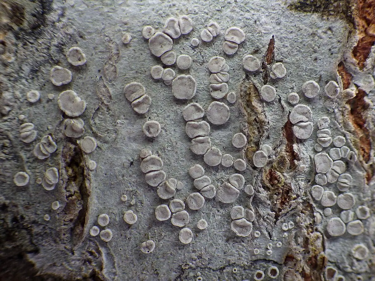 Misecznica blada (Lecanora albella) — zdjęcie 1 z 4