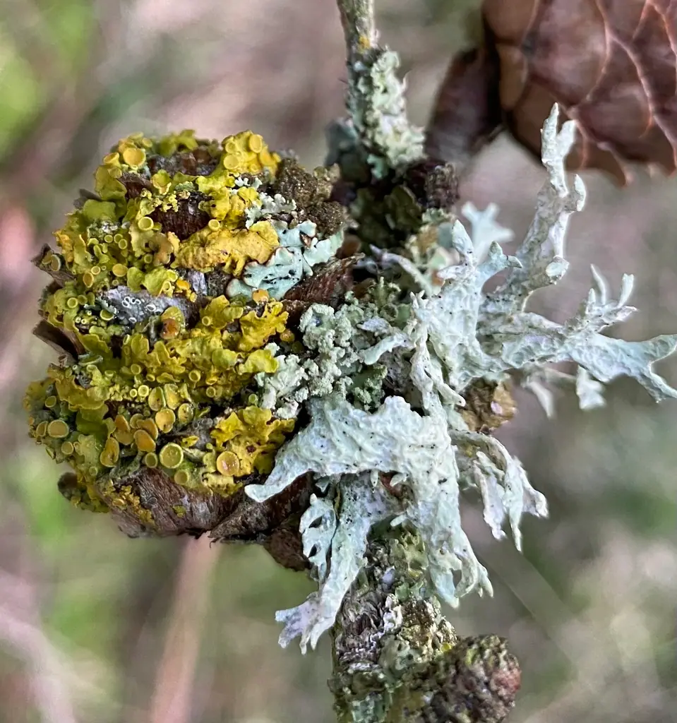 Misecznica brązowa (Lecanora pulicaris) — zdjęcie 1 z 4