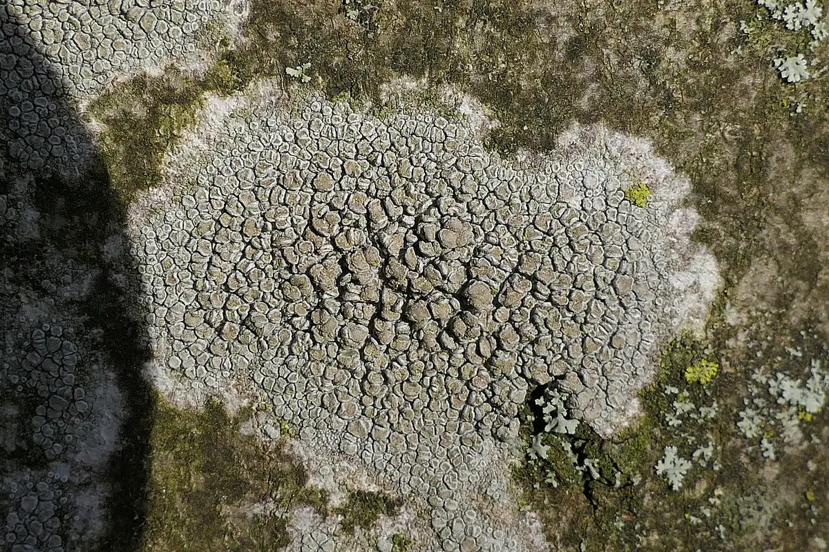 Misecznica grabowa (Lecanora carpinea) — zdjęcie 1 z 4