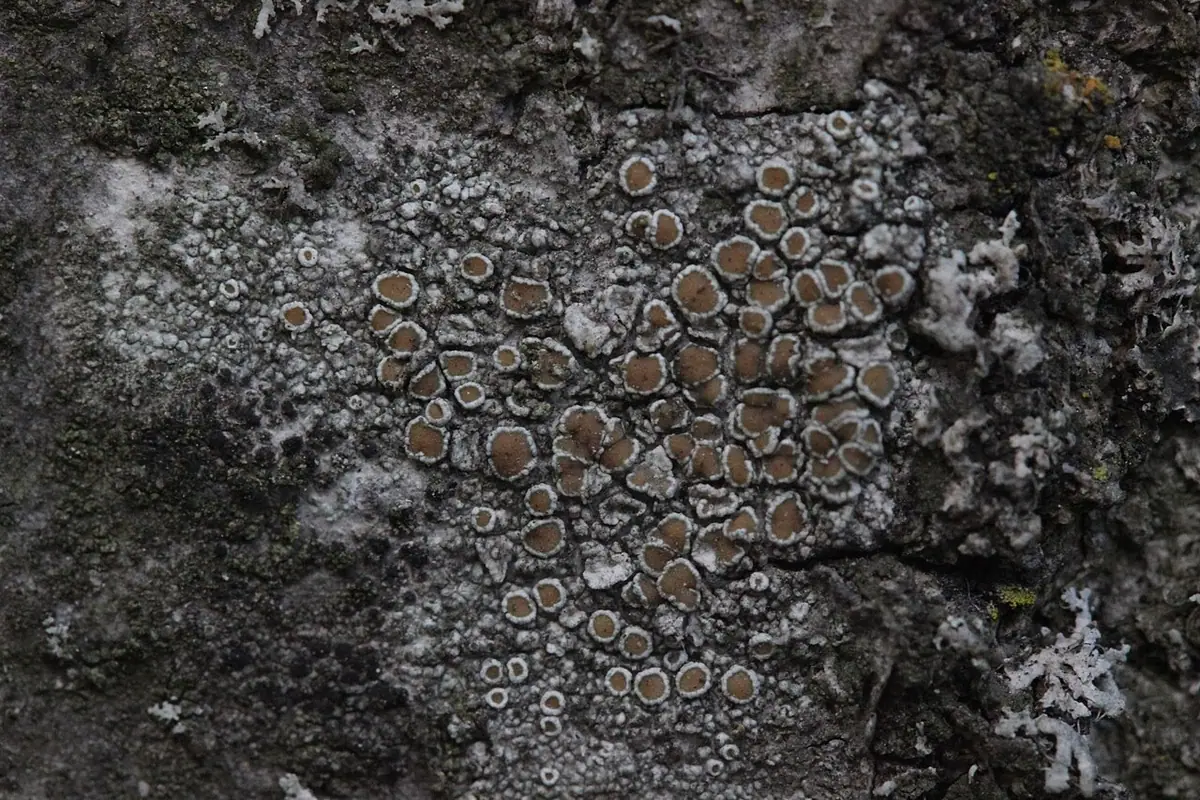 Misecznica jaśniejsza (Lecanora chlarotera) — zdjęcie 1 z 4