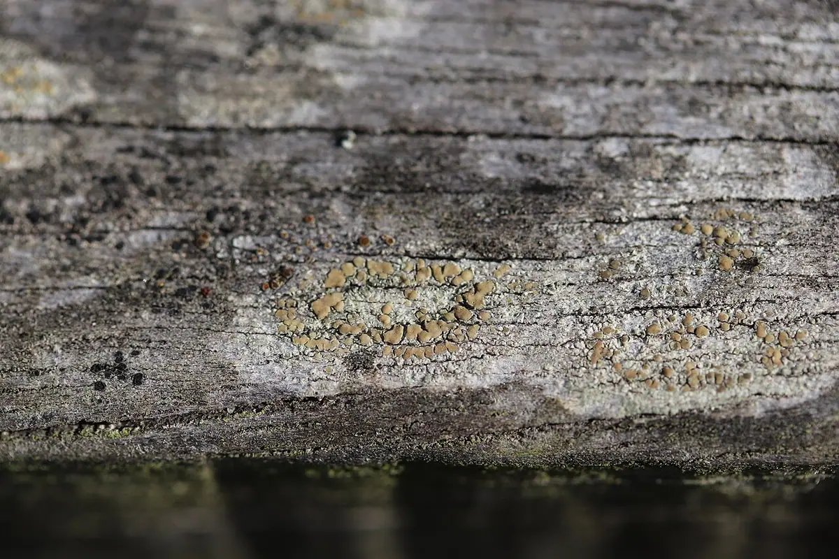 Misecznica niestała (Lecanora symmicta) — zdjęcie 1 z 4