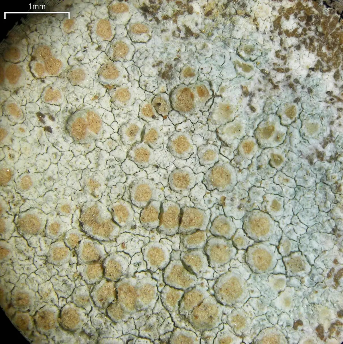 Misecznica opylona (Lecanora cenisia) — zdjęcie 1 z 4