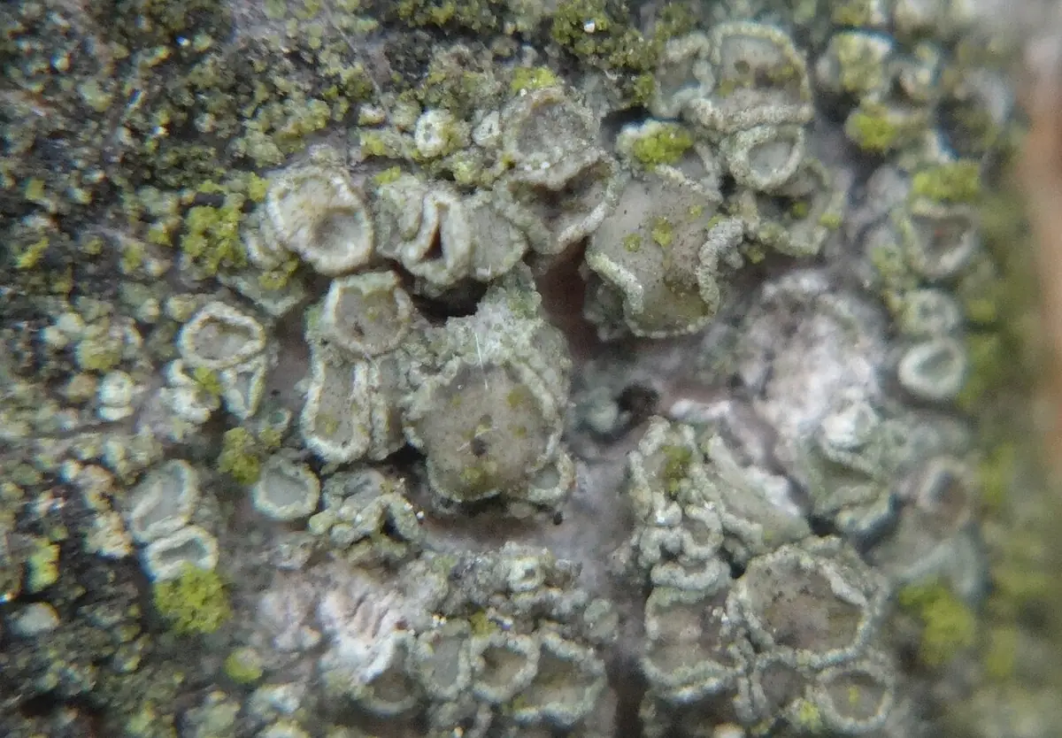 Misecznica proszkowata (Lecanora conizaeoides) — zdjęcie 1 z 4