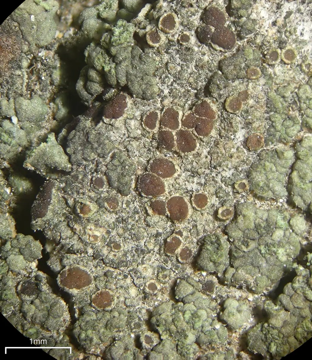 Misecznica wierzbowa (Lecanora saligna) — zdjęcie 1 z 4
