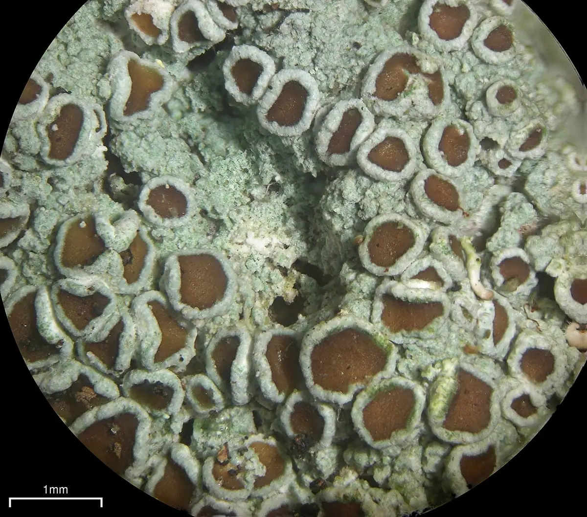 Misecznica wygładzona (Lecanora glabrata) — zdjęcie 1 z 2