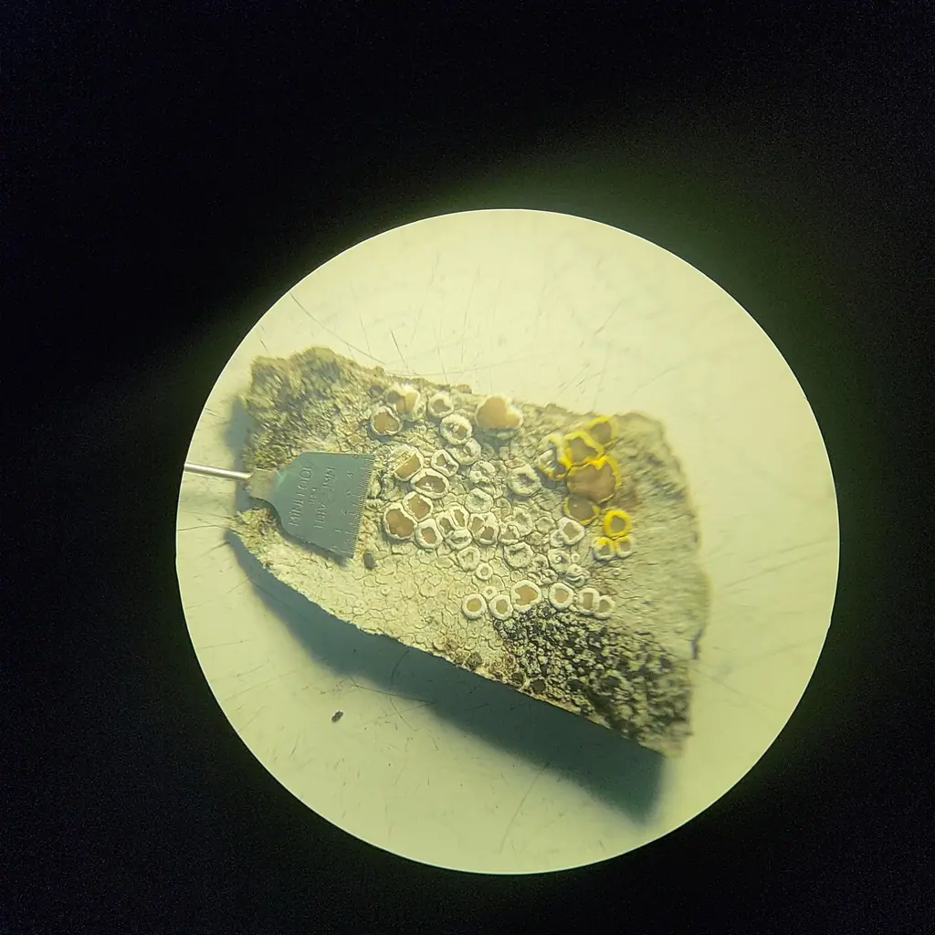 Misecznica wytworna (Lecanora intumescens) — zdjęcie 1 z 2