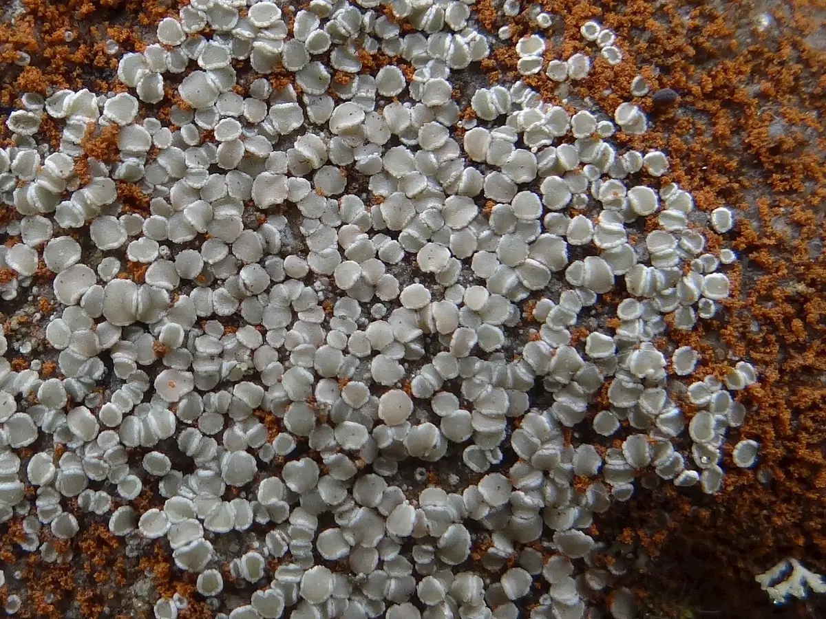 Misecznica zwyczajna (Lecanora polytropa) — zdjęcie 1 z 4