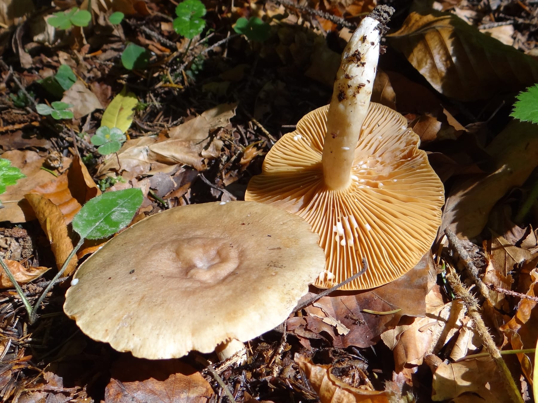 Mleczaj bagienny (Lactarius lacunarum) — zdjęcie 1 z 4